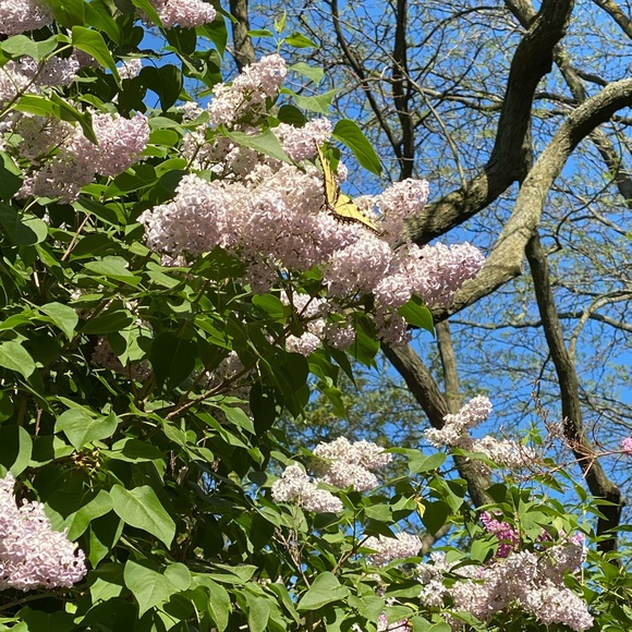 Meet your Posher, Emma - Picture 4 of 9